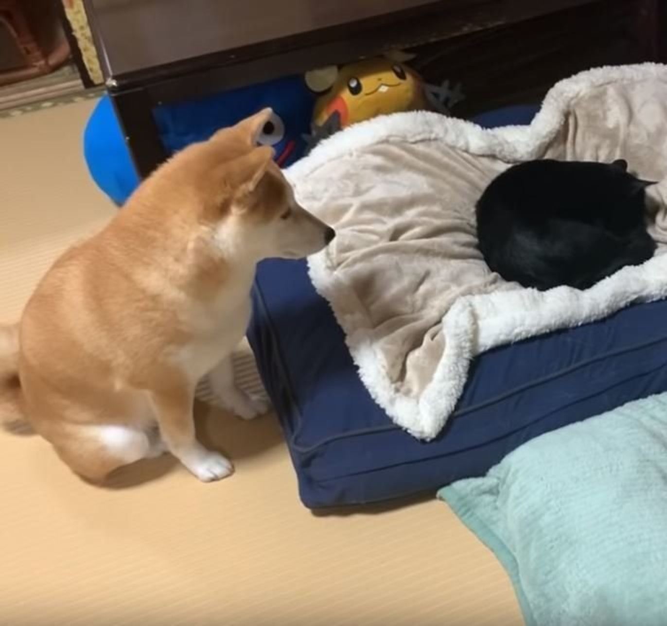 寝床を猫ちゃんたちに奪われた柴犬 悲壮感漂う表情が微笑ましい いぬのきもちweb Magazine 寝床を猫ちゃんたちに奪われた柴犬 悲壮感漂う表情が微笑ましい いぬのきもちweb Magazine