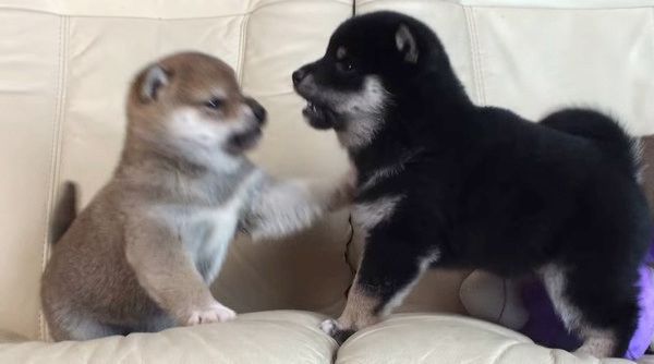 ケンカする柴犬