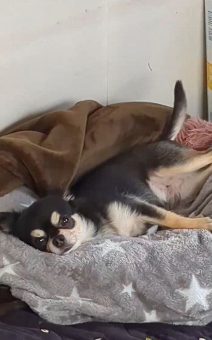 帰宅した飼い主さんを見つめるおとくん