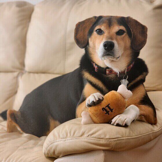 お気に入りのおもちゃで遊ぶマロくん