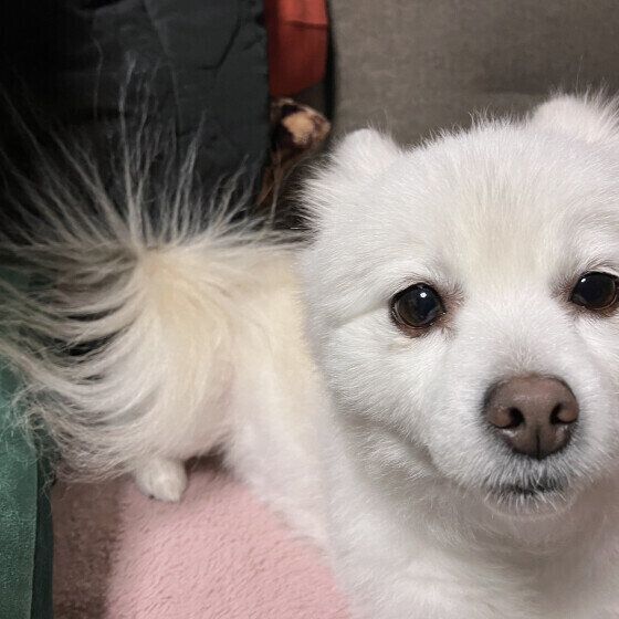 静電気でしっぽがふわふわに