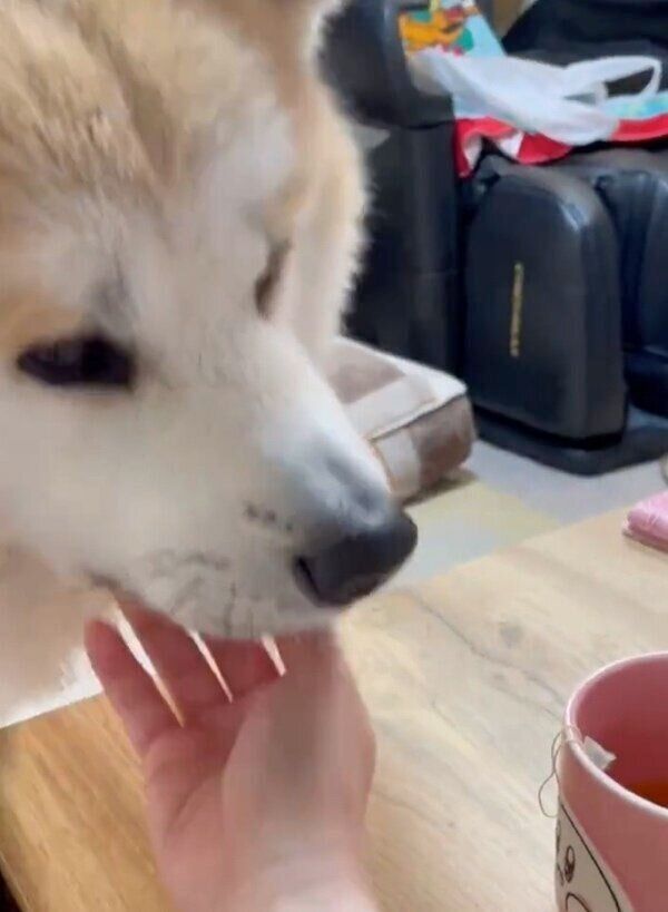 娘さんになでてもらうももちゃん