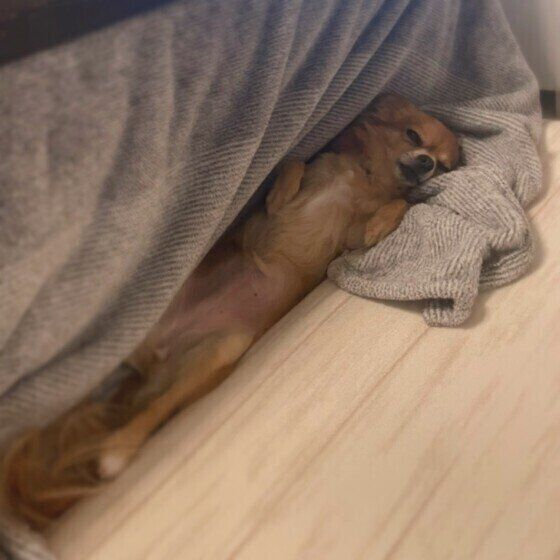こたつにはまるチワワ