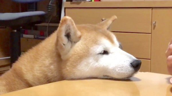 サンドイッチを狙うロペさん