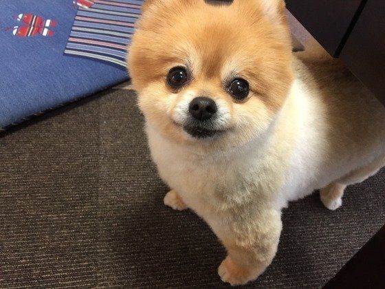 見つめるポメラニアン