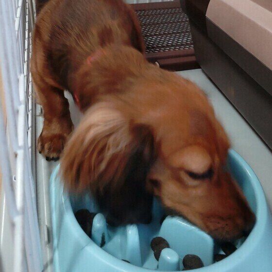 ごはんを食べるミニチュア・ダックスフンド