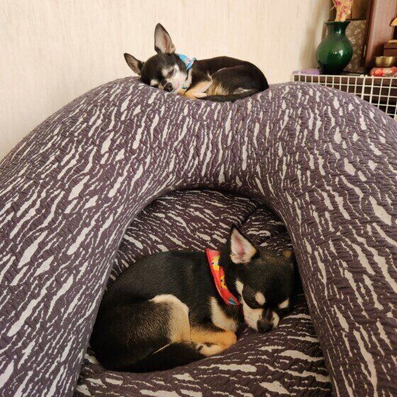 チワワのユズちゃん