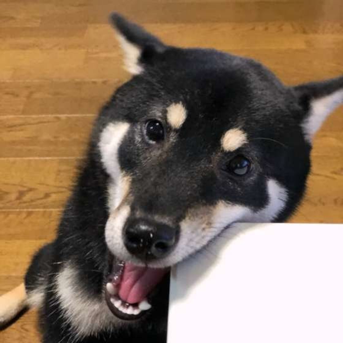 一気食い なんでも噛む 困るけど 犬らしさ の表れだった いぬのきもちweb Magazine 一気食い なんでも噛む 困るけど 犬らしさ の表れだった いぬのきもちweb Magazine