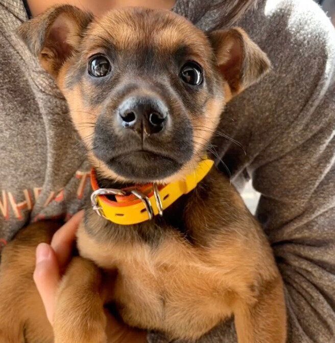 生後2カ月ごろのハロちゃん