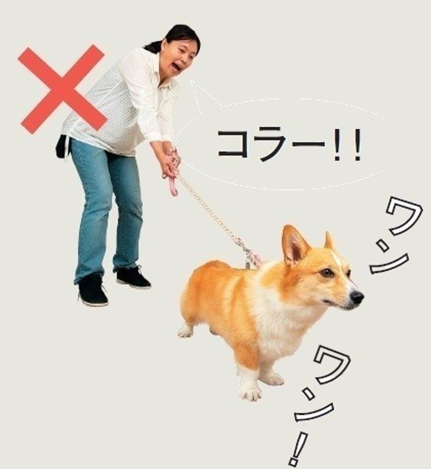 散歩中 ほかの犬への吠えるのをやめさせる意外とカンタンなこと いぬのきもちweb Magazine 散歩中 ほかの犬への吠えるのをやめさせる意外とカンタンなこと いぬのきもちweb Magazine
