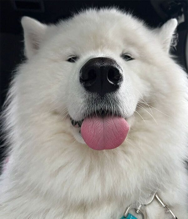 見つめるとうふくん