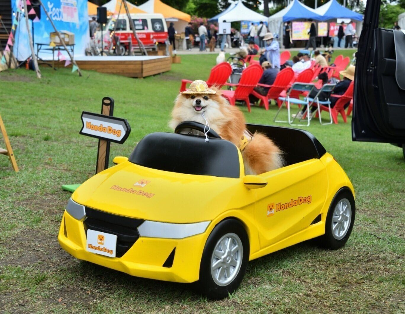 Honda車に乗る犬