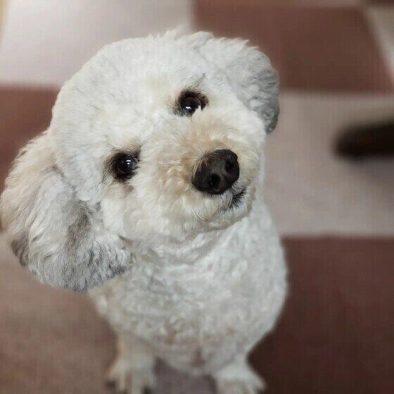 絨毯の上に座り、首を傾げて黒い目で斜め左上を見つめている白い小型犬（Mix）