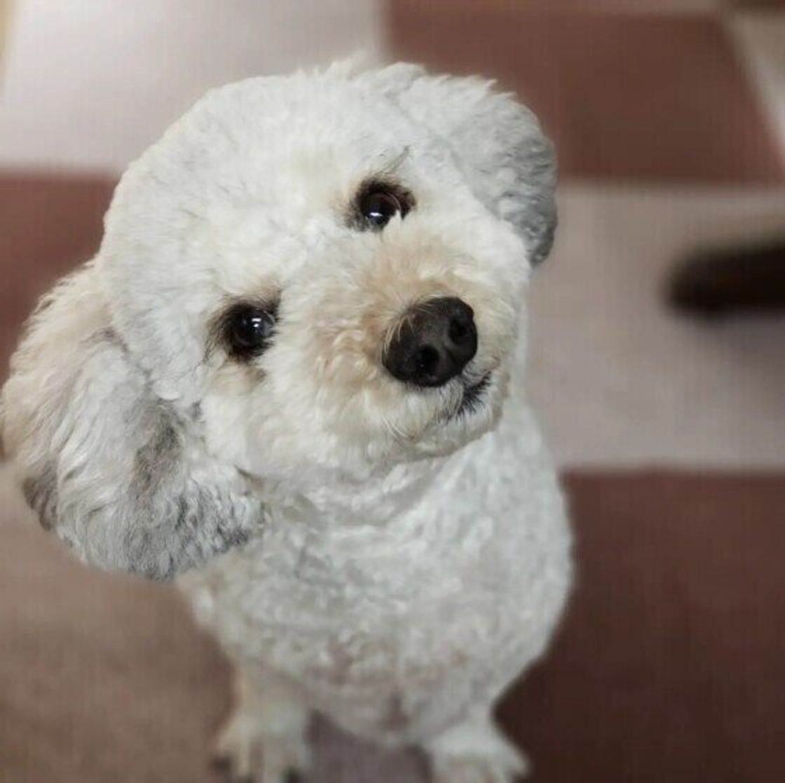 獣医師監修 犬に豆腐を与えるときは注意が必要 与えるメリットとデメリットを解説 いぬのきもちweb Magazine 獣医師監修 犬に豆腐を与えるときは注意が必要 与えるメリットとデメリットを解説 いぬのきもちweb Magazine