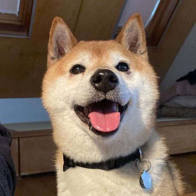 トライアルを経て正式にお迎えが決まった頃のポンたろうくん