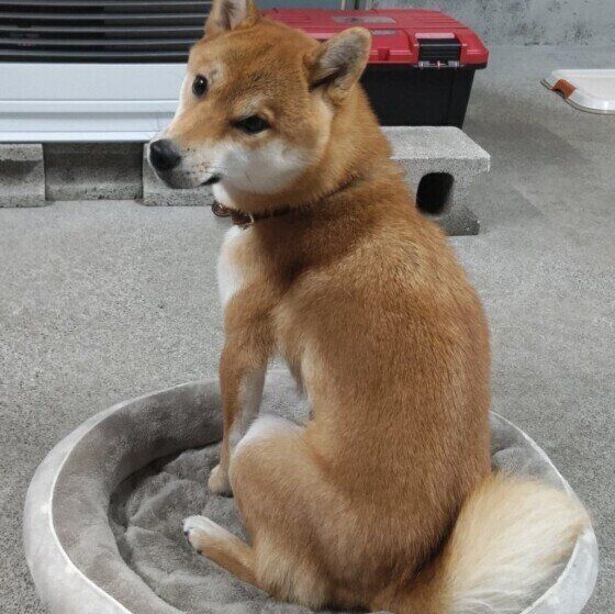 見返り美犬の椿ちゃん