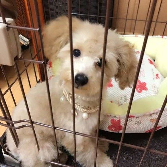 見つめるトイ・プードル