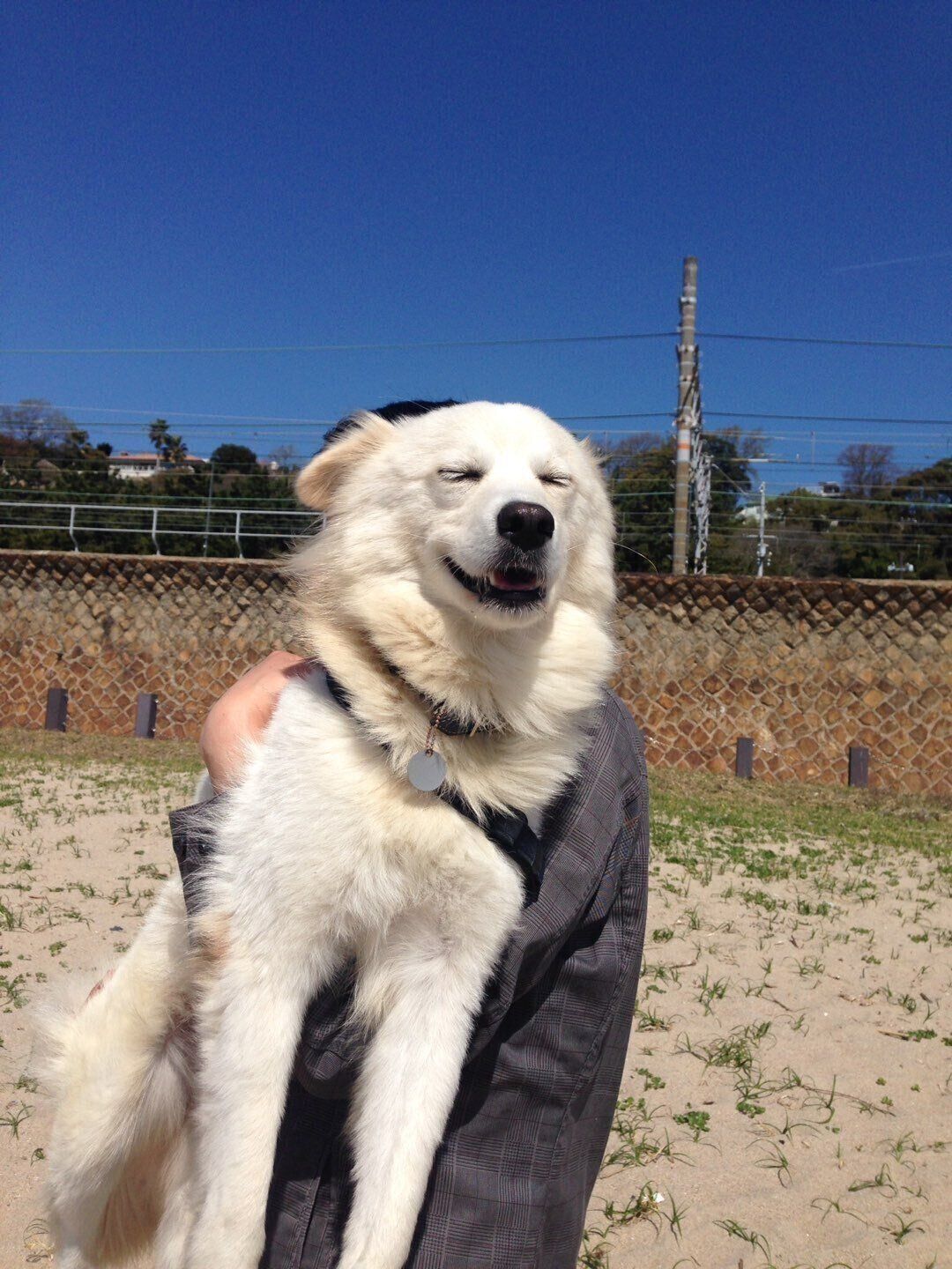 初めての抱っこに嬉しそうな犬