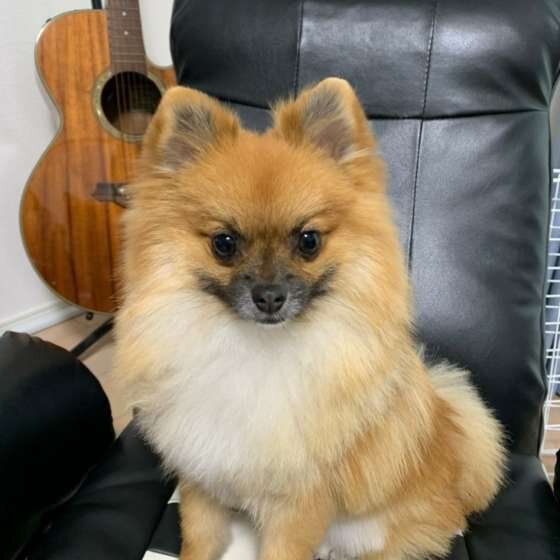 椅子に座るポメラニアン