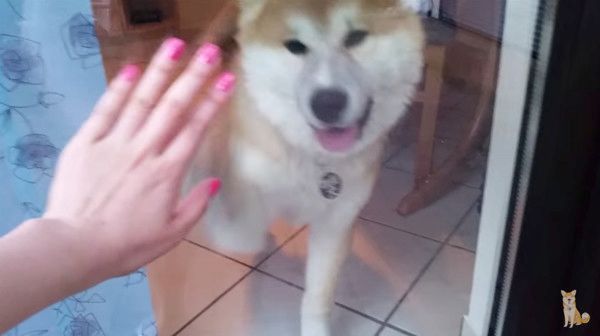 飼い主を待つ秋田犬