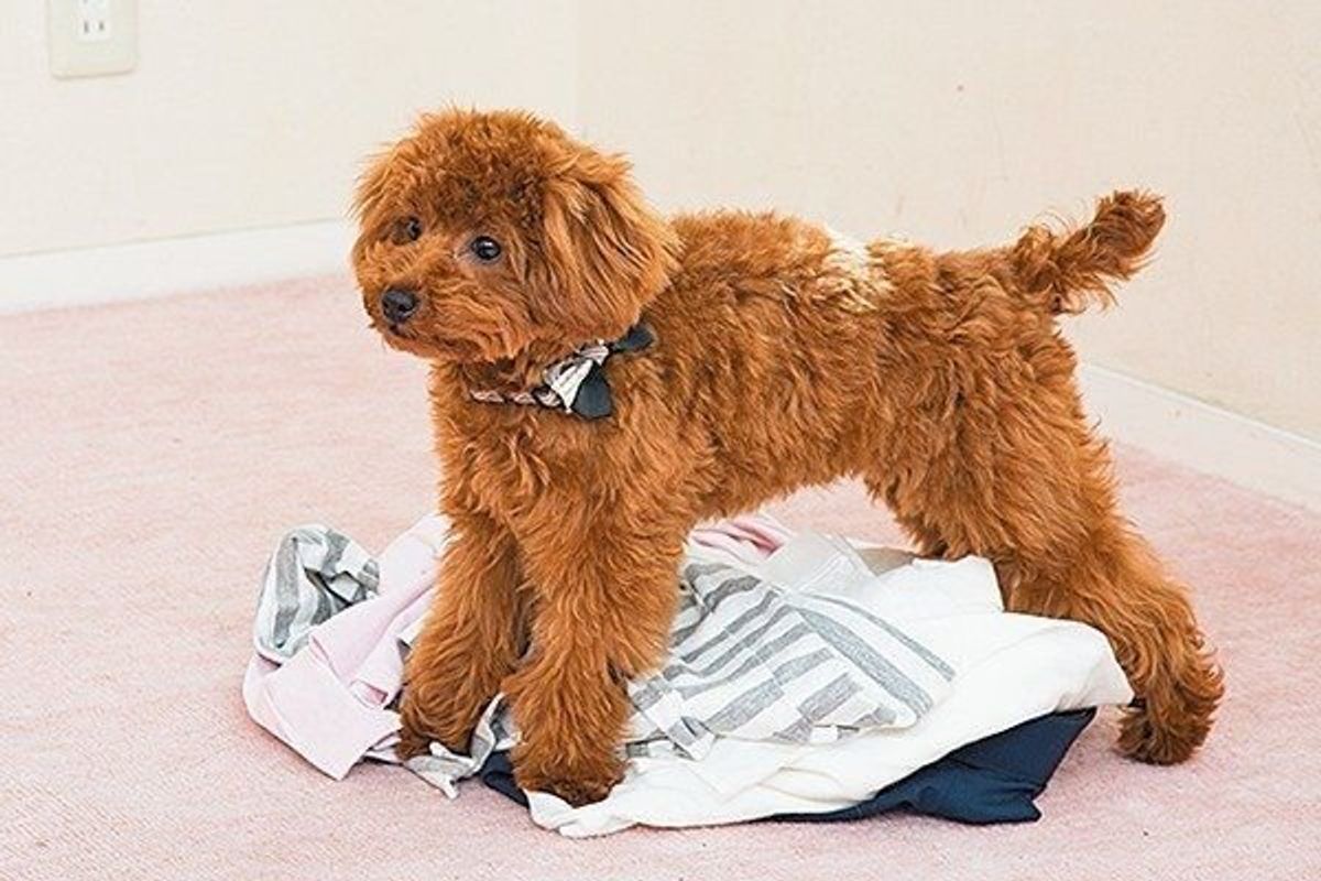 愛犬のイタズラ 拾い食いをどう防ぐ 対策のコツを伝授 いぬのきもちweb Magazine 愛犬のイタズラ 拾い食いをどう防ぐ 対策のコツを伝授 いぬのきもちweb Magazine