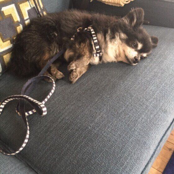 無表情で寝転がるチワワ