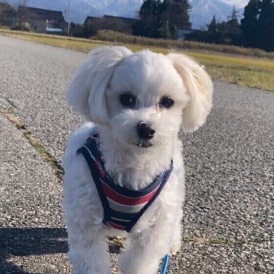 お散歩中のくぅちゃん