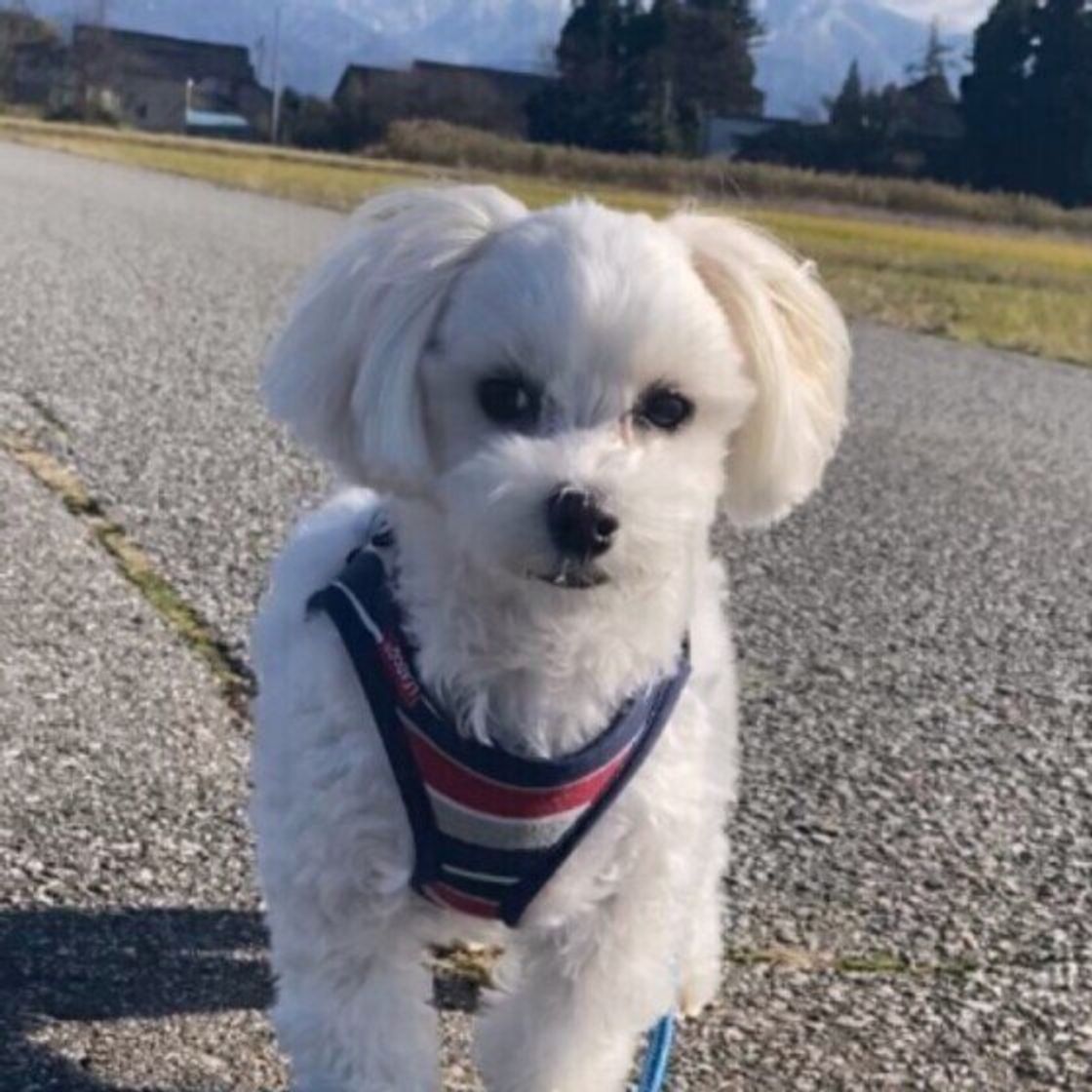 寒い季節に犬のお散歩は無理に行かなくてもいい 冬のお散歩q A いぬのきもちweb Magazine 寒い季節に犬のお散歩は無理に行かなくてもいい 冬のお散歩q A いぬのきもちweb Magazine