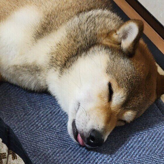 眠る柴の小豆ちゃん