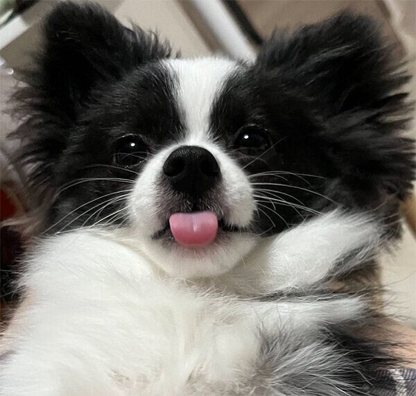 ベロを出すあるとくん