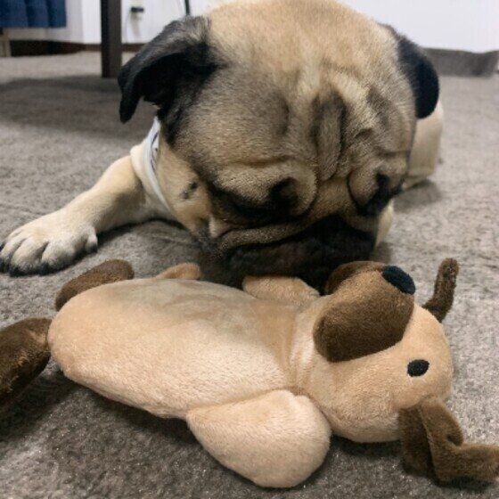 ぬいぐるみで遊ぶパグ