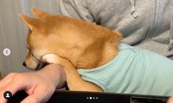 パパにかまって攻撃をするうにくん