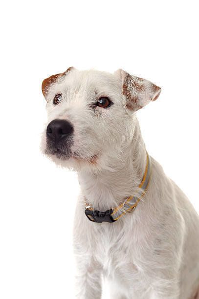 パーソン・ラッセル・テリア