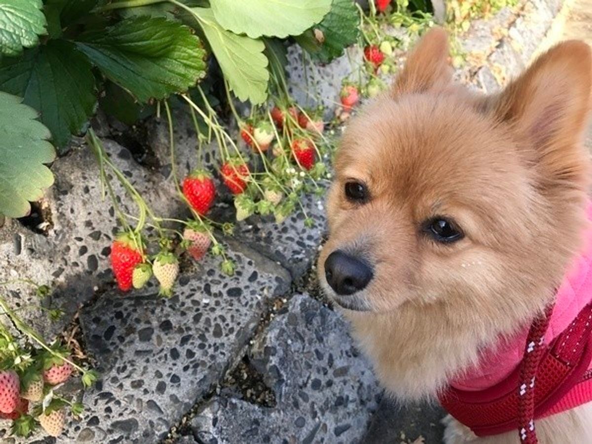 ペット栄養管理士が解説 犬にバナナをあげてok バナナの効果とは いぬのきもちweb Magazine ペット栄養管理士が解説 犬にバナナをあげてok バナナの効果とは いぬのきもちweb Magazine
