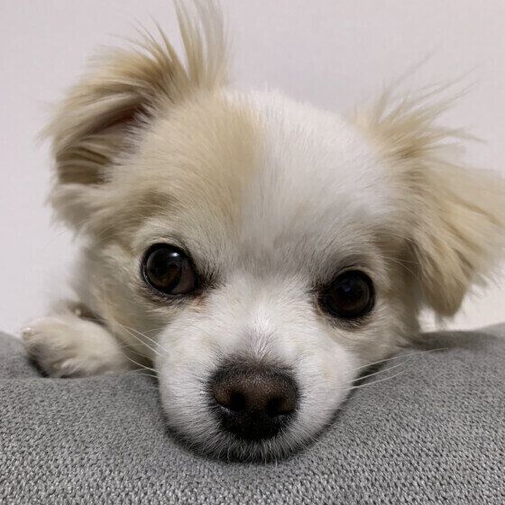 愛犬が夏バテでごはんを食べないときの対応を獣医師に聞いてみた いぬのきもち