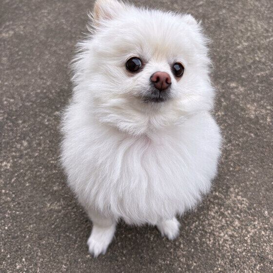 ポメラニアン　わたげちゃん
