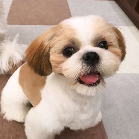 シー・ズーの大福くん