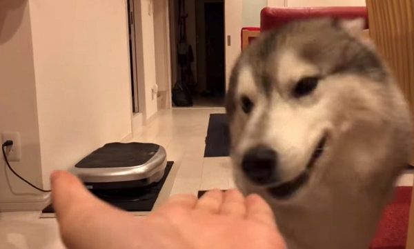 「お手」と言われて顔を差し出すシベリアン・ハスキー