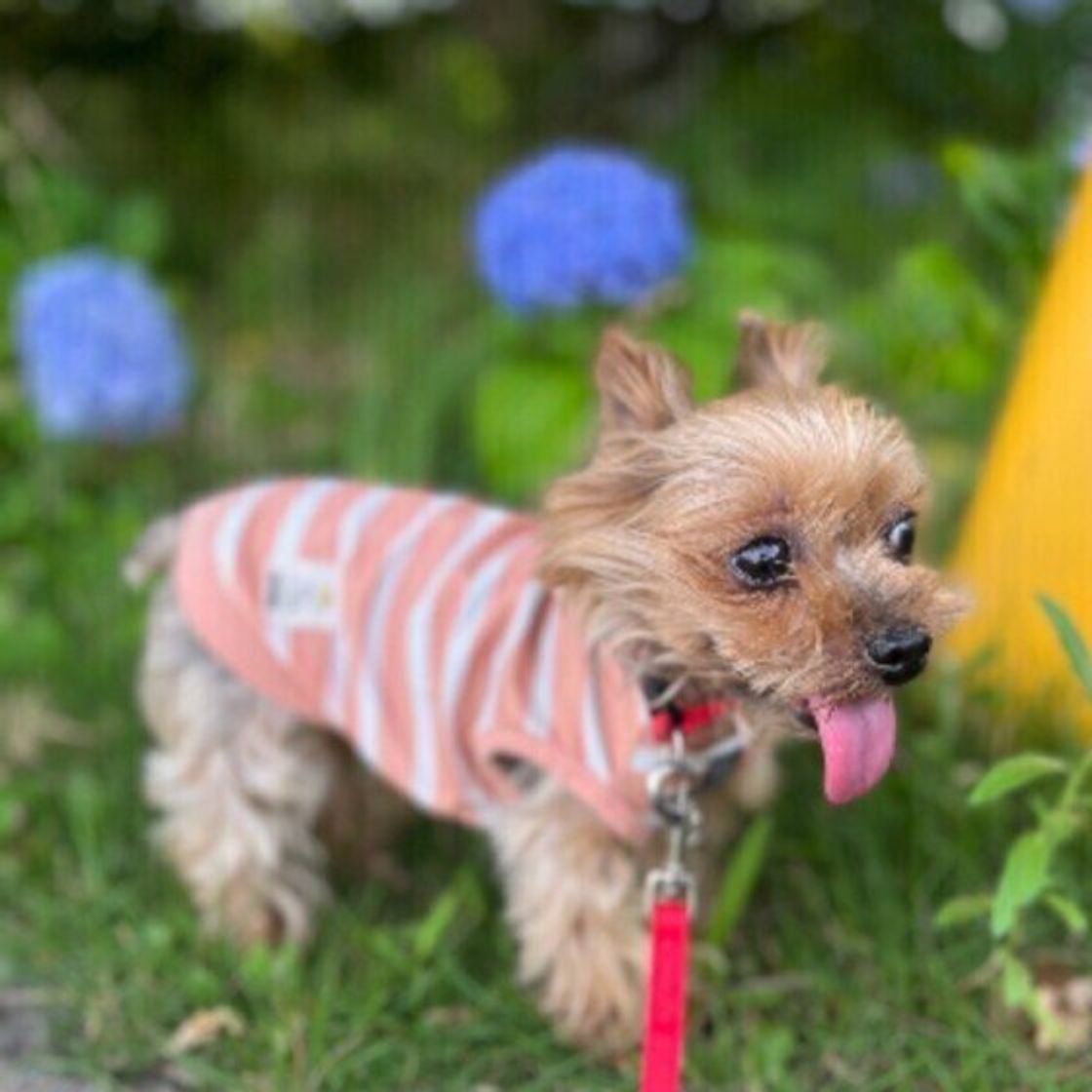 犬と車でおでかけする時の注意点 休憩 はどうとればいいの いぬのきもちweb Magazine 犬と車でおでかけする時の注意点 休憩 はどうとればいいの いぬのきもちweb Magazine