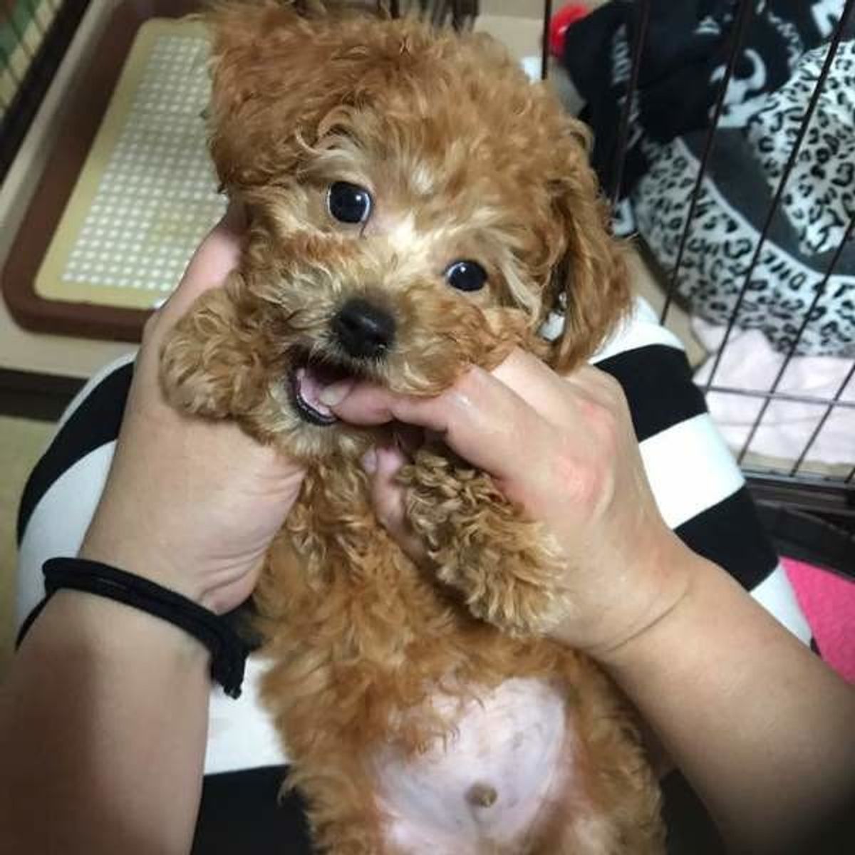 犬の甘噛み かわいいくてもng 引っ張りっこ遊びで楽しく防止 いぬのきもちweb Magazine 犬の甘噛み かわいいくてもng 引っ張りっこ遊びで楽しく防止 いぬのきもちweb Magazine