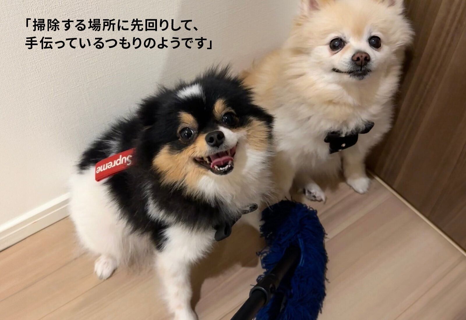 ダスキン　ペット専用モップセット　犬　抜け毛　換毛期　ペット用フロアモップ　モップクリーナー　ホコリ　フローロングの掃除