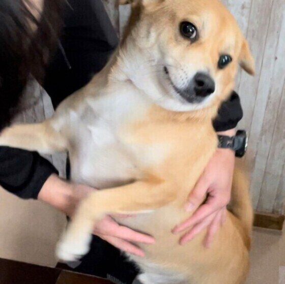 嬉しそうな中型犬