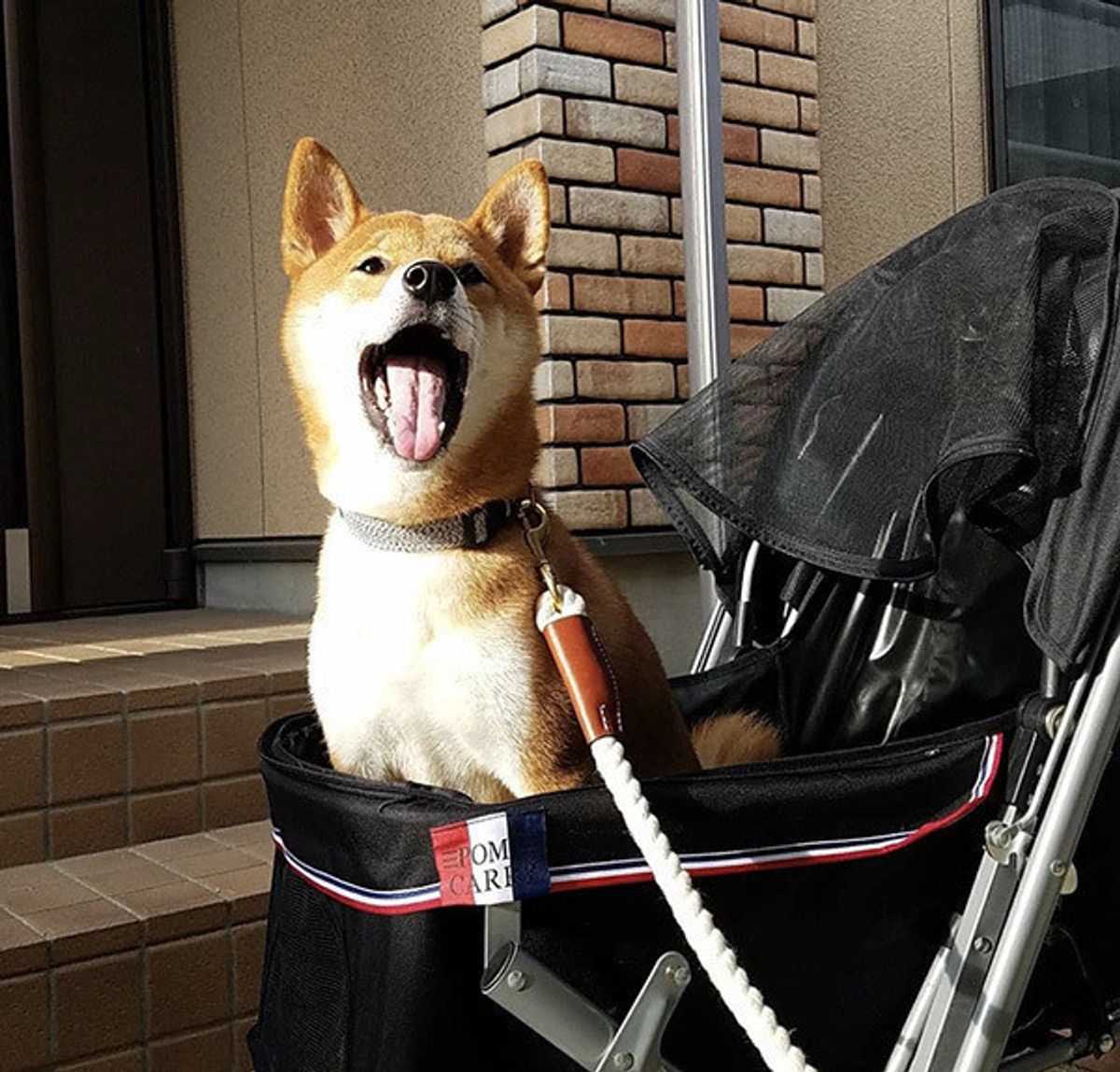 甘く見ちゃダメ 愛犬の散歩を怠る 3つのリスク とは いぬのきもちweb Magazine 甘く見ちゃダメ 愛犬の散歩を怠る 3つのリスク とは いぬのきもちweb Magazine