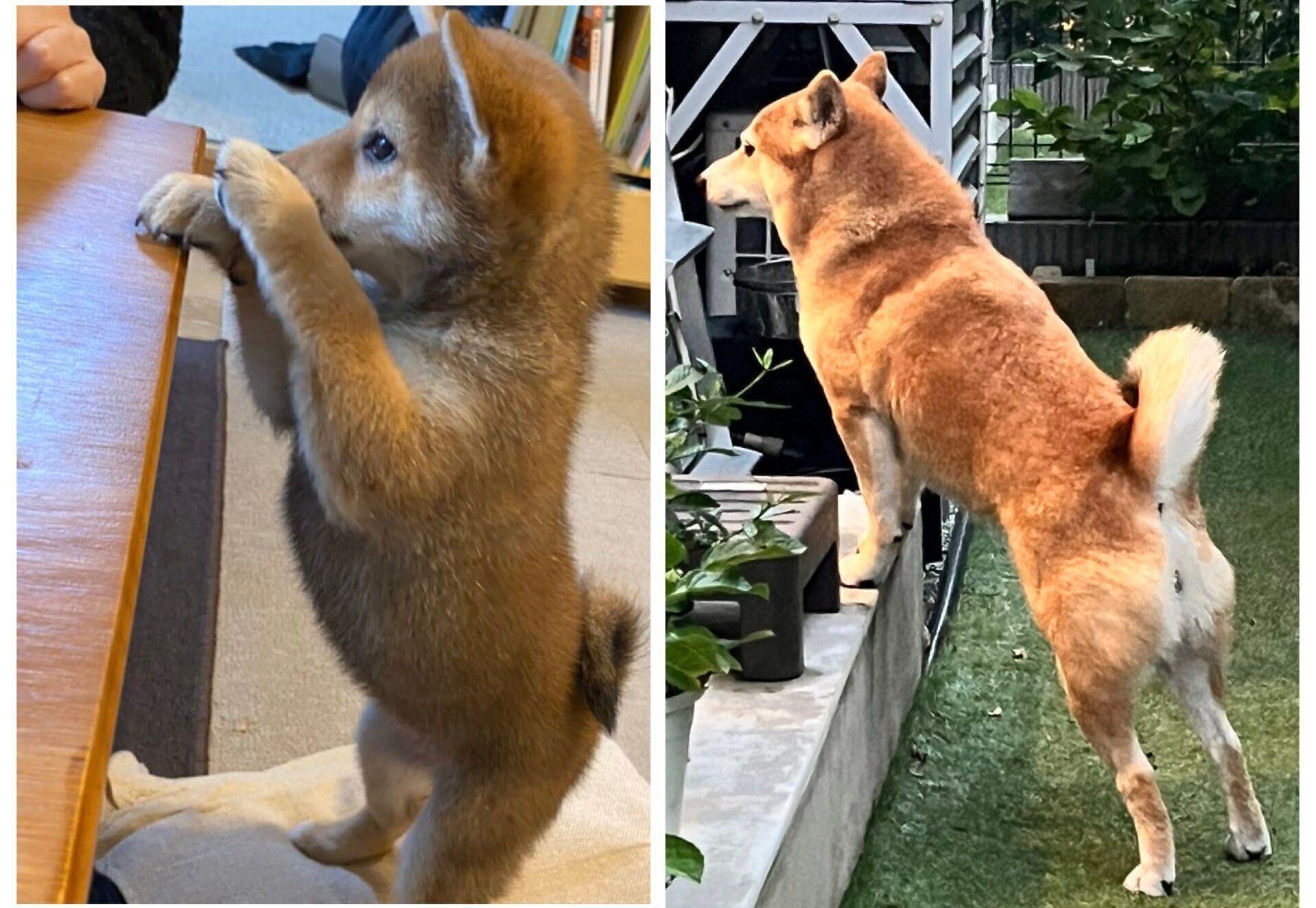 おとちゃんのビフォーアフター写真