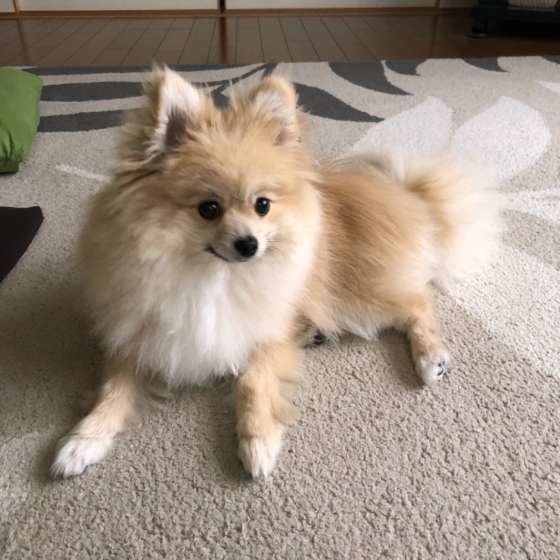 ポメラニアン