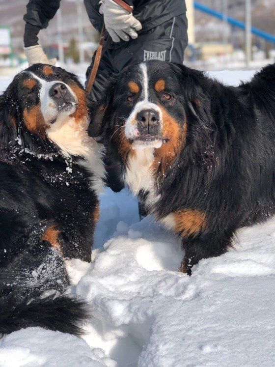 雪遊び中の楽しそうなバーニーズマウンテンドッグ
