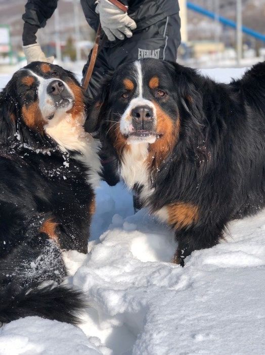 雪遊び中の楽しそうなバーニーズマウンテンドッグ
