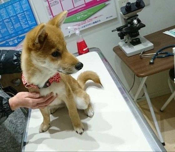 動物病院にいるシバ