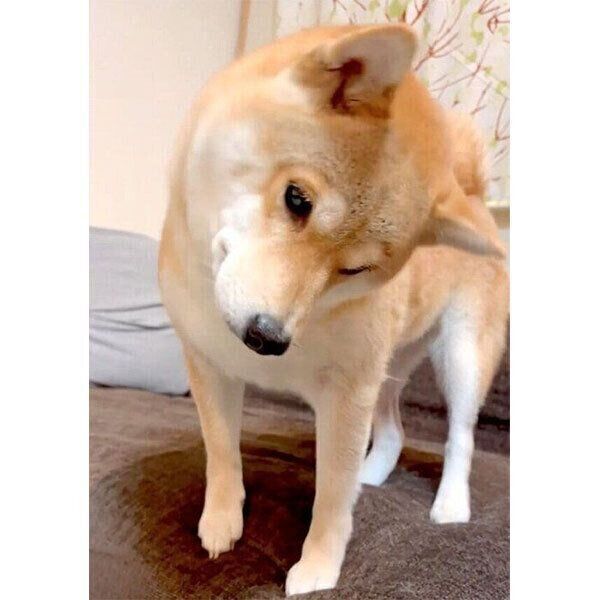 不思議な音を聞いて首をかしげるユクちゃん
