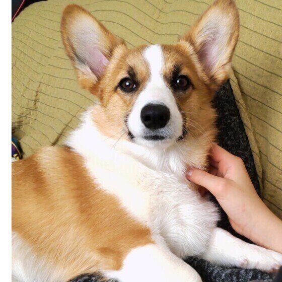 犬の肛門腺絞りは必要？放置するとどうなる？ 犬の肛門腺のお手入れについて獣医師に聞いた いぬのきもち